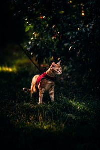 View of a dog looking away on field