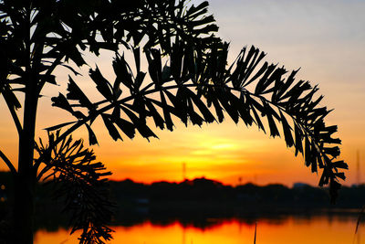 Silhouette trees against sky during sunset