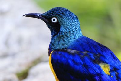 Close-up of a peacock