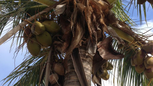 Low angle view of coconut palm tree