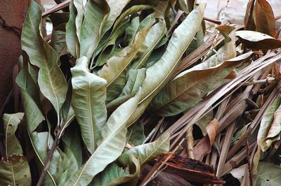 Full frame shot of green leaves