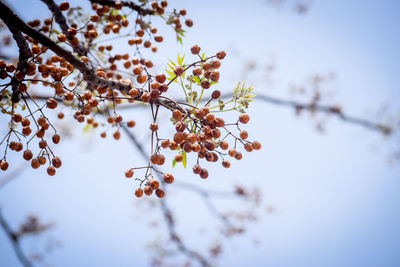 Low angle view of cherry blossoms against sky