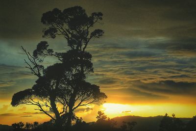 Silhouette tree against sky during sunset