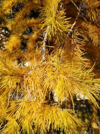 Close-up of fresh yellow autumn leaves