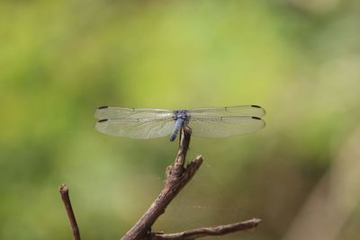 Close-up of dragonfly