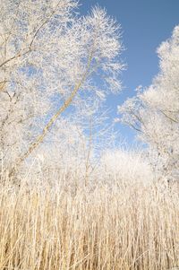 Close-up of reeds growing on field against blue sky