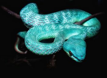 Close-up of a lizard