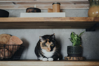 Cat sitting on wooden shelf