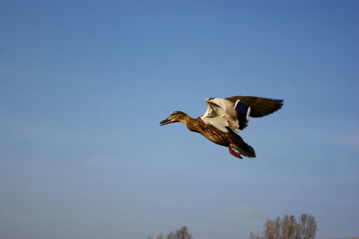 Low angle view of mallard duck flying against clear sky