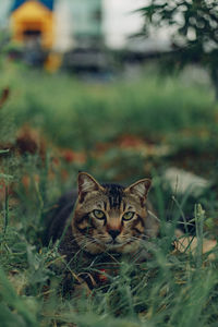 animal