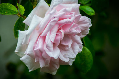 Close-up of pink flowers