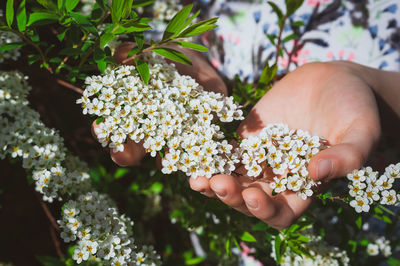 Hands holding cluster of white spring flowers. spiraea arguta known as bridal wreath or foam of may.