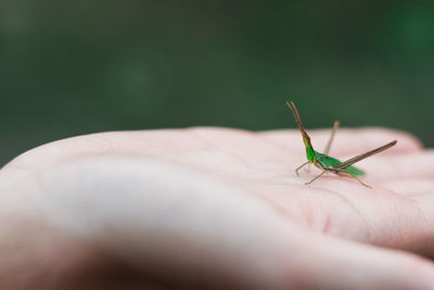 Close-up of insect on hand holding leaf