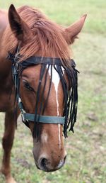 Close-up of horse in ranch