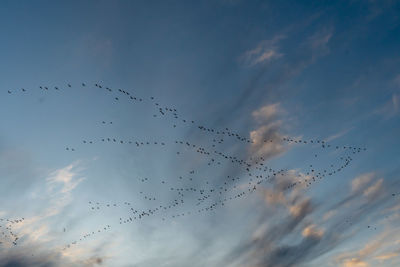 Low angle view of birds flying in sky