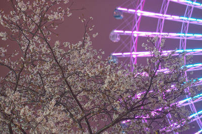 Low angle view of cherry blossom at night