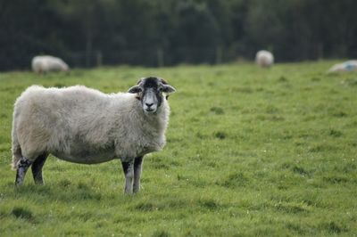 Sheep standing in a field