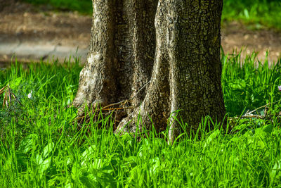 Close-up of tree trunk on field