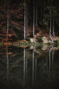 Reflection of trees on lake in forest