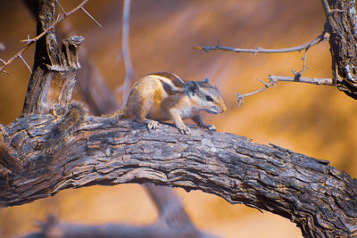 Close-up of squirrel on tree trunk