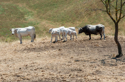 Horses standing in a field