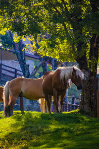 Horse standing in ranch