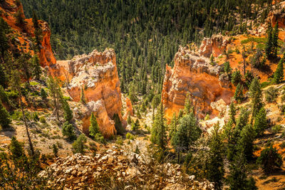 Pine trees in forest