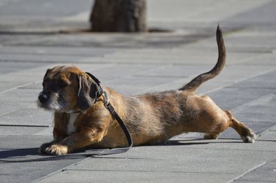 Side view of a dog resting on footpath