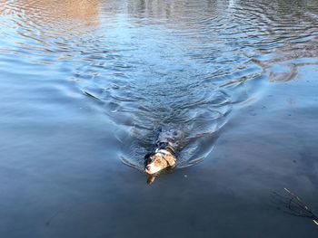 High angle view of fish swimming in lake