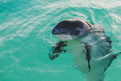 High angle view of dolphin swimming in sea