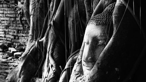 Close-up of a buddha head on a tree 