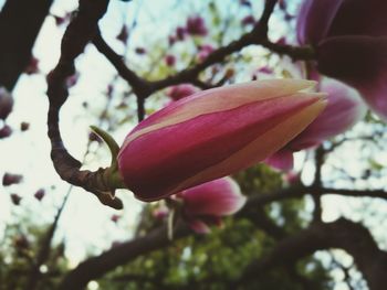 Close-up of fresh pink flower tree