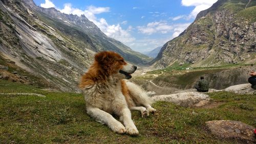 Dog relaxing on grassy land with mountains in background