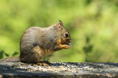 Close-up of squirrel on rock