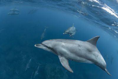 Swans swimming in sea