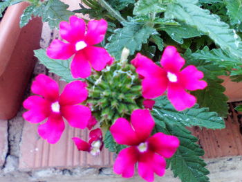 Close-up of pink flowers blooming outdoors