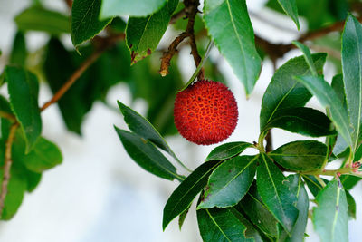 Red fruits of an arbutus tree.