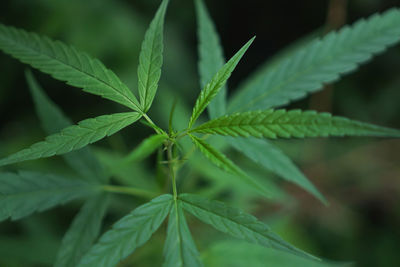 Close-up of leaves on plant