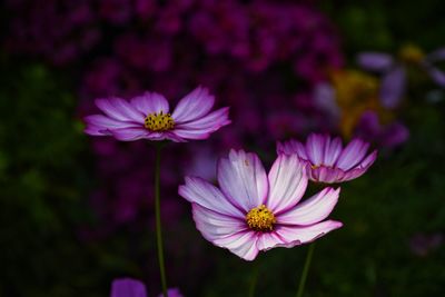 Close-up of pink cosmos flower