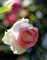 Close-up of rose blooming outdoors