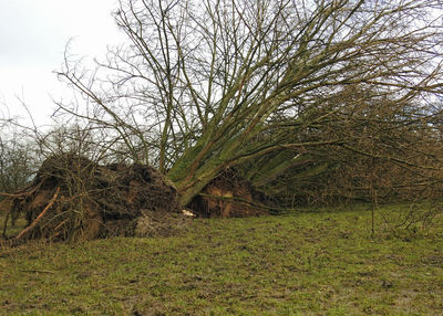 Bare trees on field in forest against sky