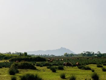 Scenic view of field against clear sky