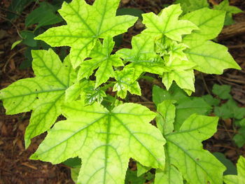 Close-up of green leaves