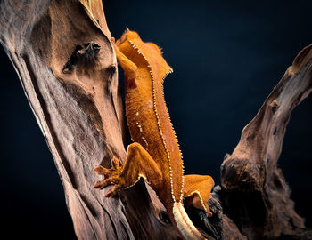 Close-up of lizard