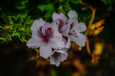 Close-up of white flowering plant