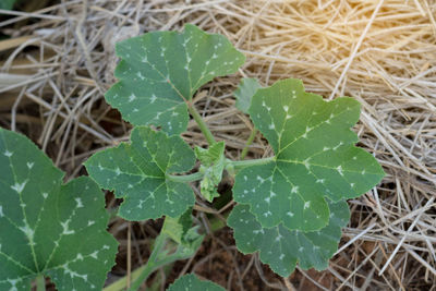 High angle view of green leaves on plant