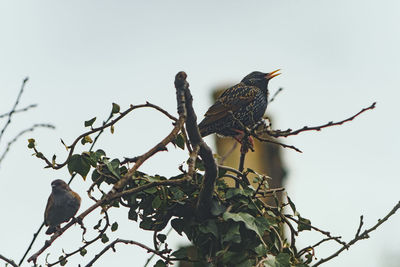 Low angle view of bird perching on tree against sky