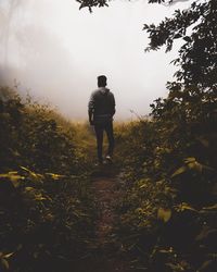 Rear view of man walking on street amidst trees against sky