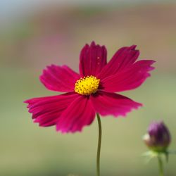 Close-up of pink cosmos flower