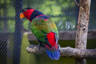 Close-up of parrot perching on branch